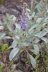 Gulf Coast lupine